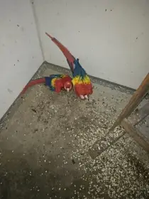 Ara arakaga chovný pár