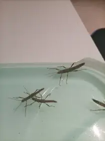 Strašilky ostrouhlé