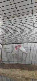 Kaskádu růžový,lutino