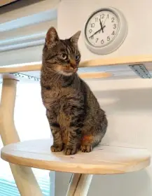 Kočičky hledají domov.