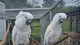 1.1 Cacatua Alba (Kakadu bílý) pár 2021/2022