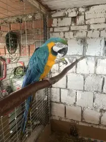 Ara ararauna prodám