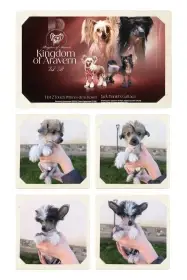 Štenatka k rezervaci čínsky chocholatý pes