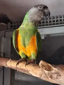 Samec 2019, kroužek, DNA, odchov pod rodiči