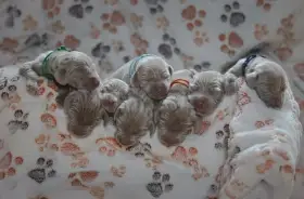 Výmarský ohař - poslední dva volní pejsci vrh S CHS Šedý lovec