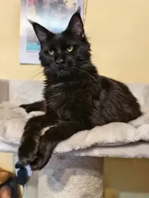 Maminka Bagheera Temika Coon