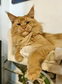 Tatínek Reggie Bam maine Treasures, CZ