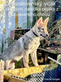 Československý vlčák štěně s rodokmenem TOP nabídka