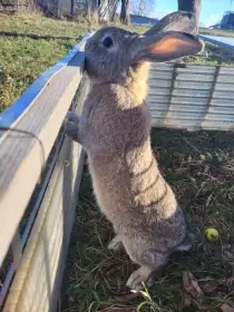 Králíka na mazlíka či vypásání trávníka