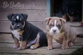 American bully pocket ABKC - luxusní pejskové