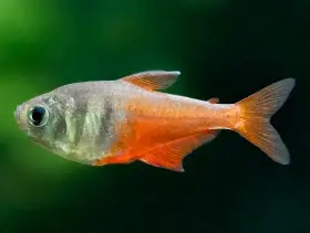 Tetra červená var.diamant