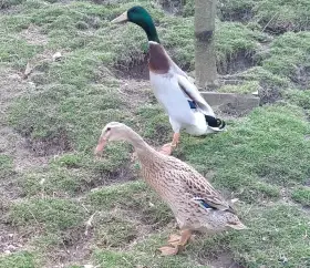 Pár indických běžců