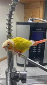 Nasbízím ručně odchovanou, přítulnou pyruru zelenolící Sunchack