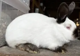 Samičky kalifornské