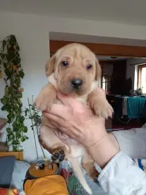 Štěňata většího vzrůstu