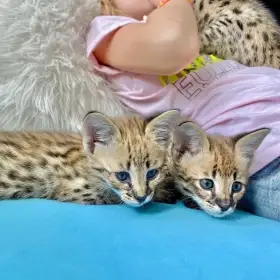 Savannahské a servalské kočky k prodeji.