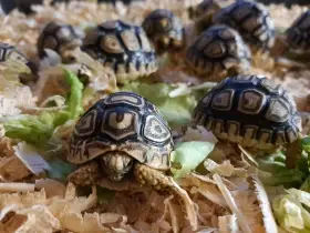 Želva pardálí (Stigmochelys pardalis)
