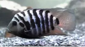 Kančík příčnopruhý - kříženec  Platinum Parrot