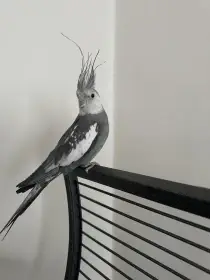 Korela bělohlavá perlová