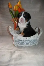 Veľký švajčiarsky salačnícky pes - šteniatka s FCI PP