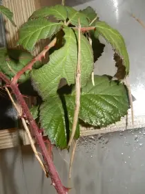 Strašilka Phaenopharos khaoyaiensis