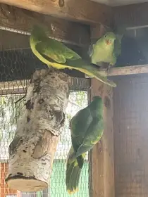 Papoušek červenokřídlý žlutý 1,1