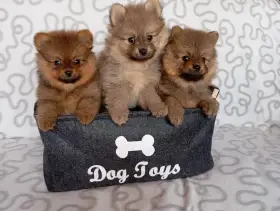 Německý špic malý