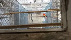 Rozela pestrá opalín golden gold