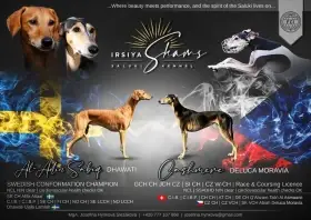 Saluki s PP – pejsek 4 měsíce