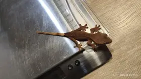 Pagekon řasnatý - mláďata na prodej