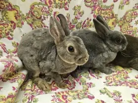 Zakrslý králíček