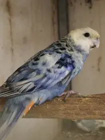 Rosela, Kakariki, Královský žlutý