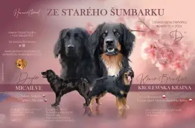 Záznamy na štěnata Hovawarta s PP