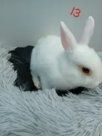 Zakrslý králíček I3