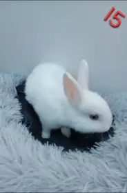 Zakrslý králíček I5