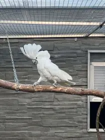 Kakadu Bílý  samec