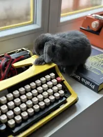 Daruji krásnou modrou samičku zakrslého beránka