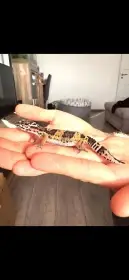 2x gekončík noční  terárium vybavené