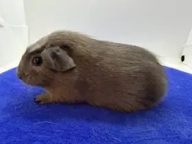 Morče crested samička aguti blue/amber