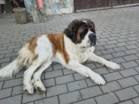 Svatobernardský pes ke krytí