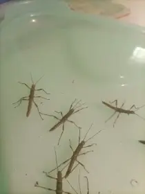 Strašilky ostrouhlé ( eurycantha calcarata)