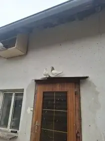 Prodám holubi