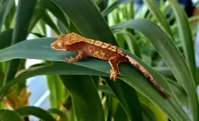 Pagekon řasnatý mládě