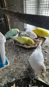 Letošní mladinké andulky