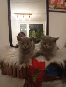 Koťátka v typu britská modrá