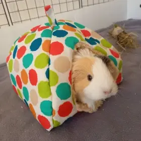 Sháním starší samičku od morčete