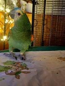 Amazoňan modročelý