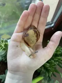 Archachatina marginata ovum Nigeria acromelanic