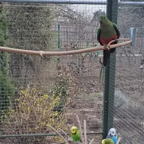 Papoušek královský