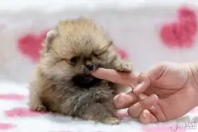 Pomeranian s průkazem původu čmku/fci